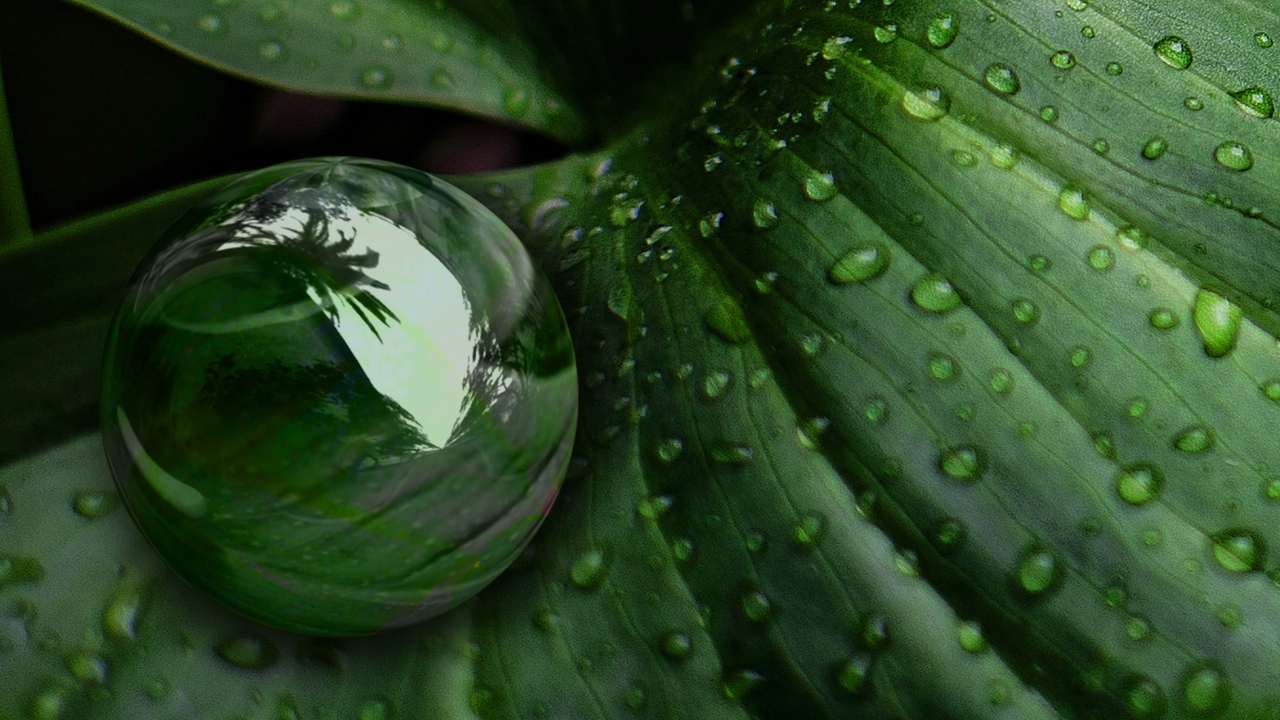 Большая капля на зеленом листке