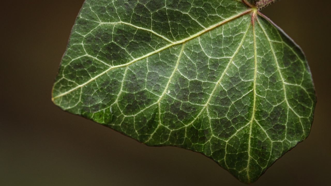 Большой зеленый лист плюща крупным планом