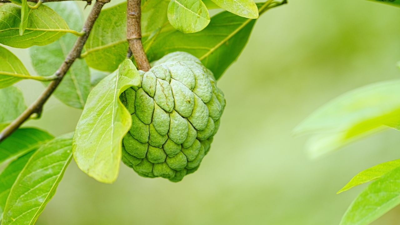 Зеленое адамово яблоко на ветке дерева