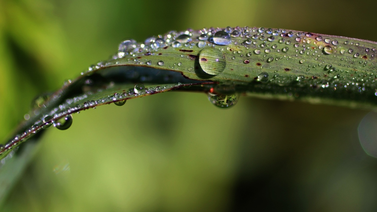 Зеленая трава в каплях дождя