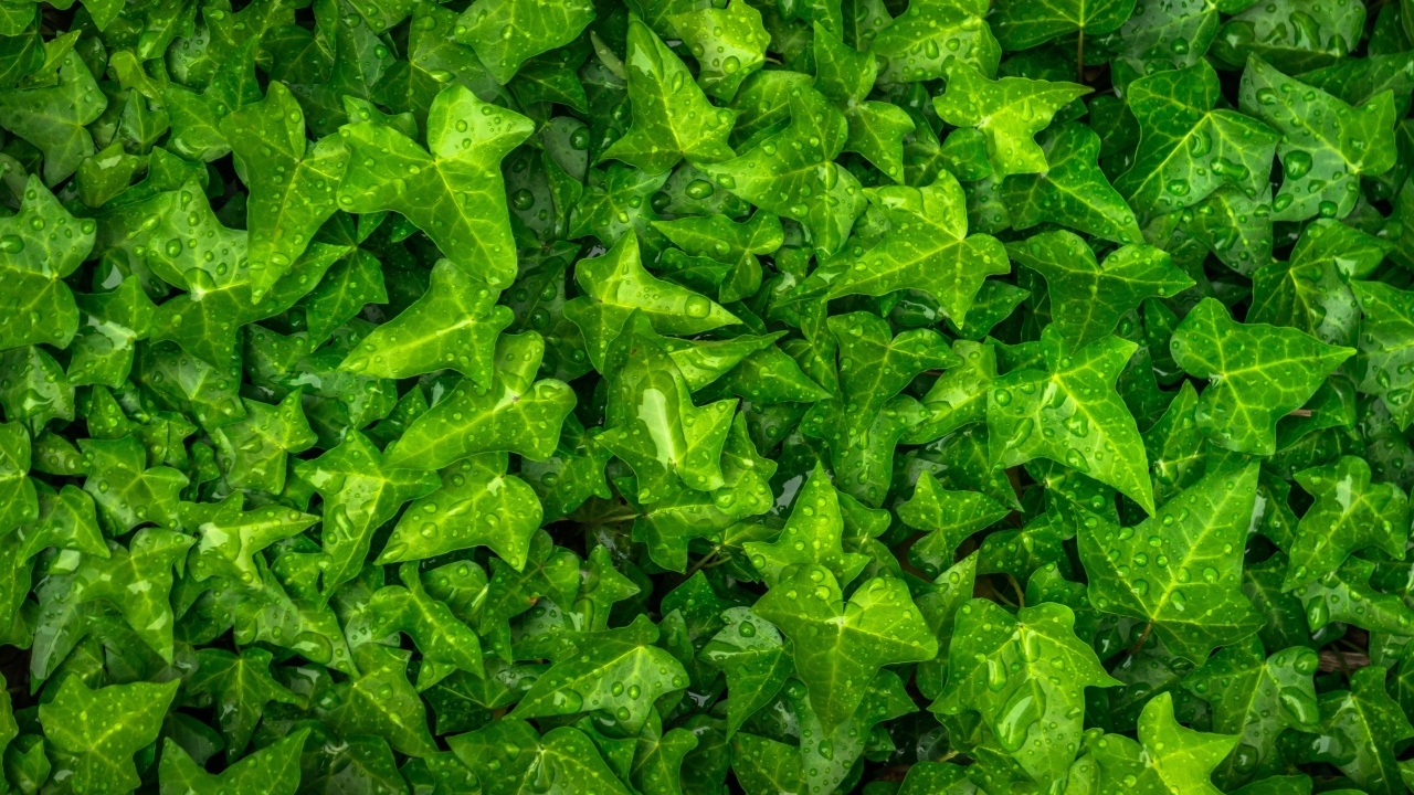 Зеленые листья плюща в каплях воды