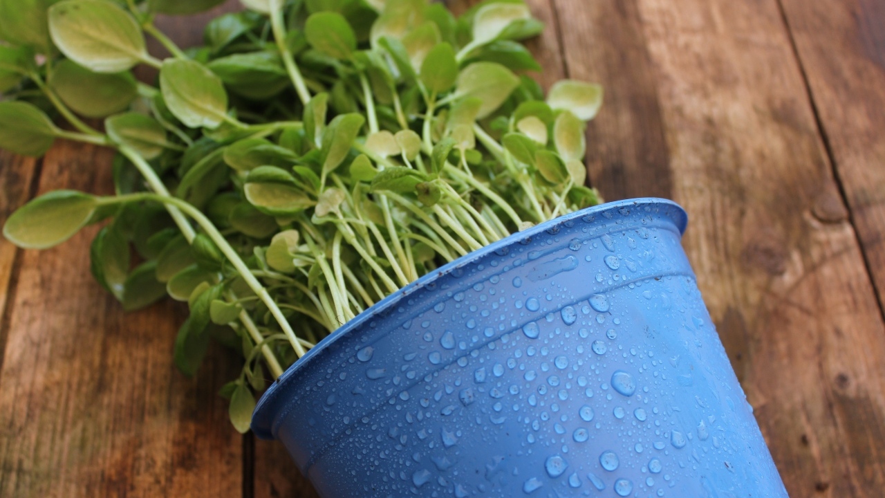 Зеленое растение в голубом горшке