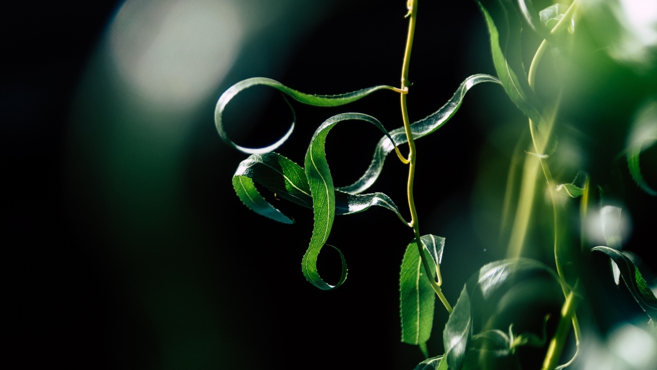 Зеленые листья вербы на тонких ветках