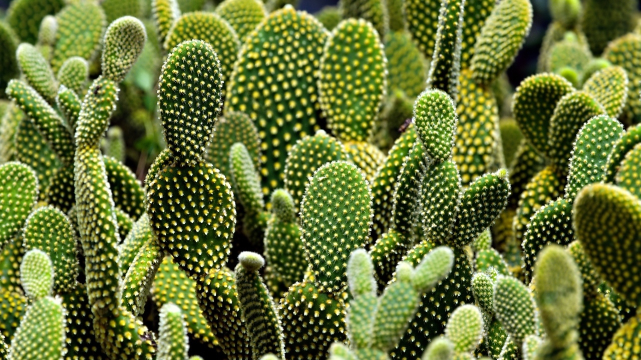 Много колючих тропических кактусов