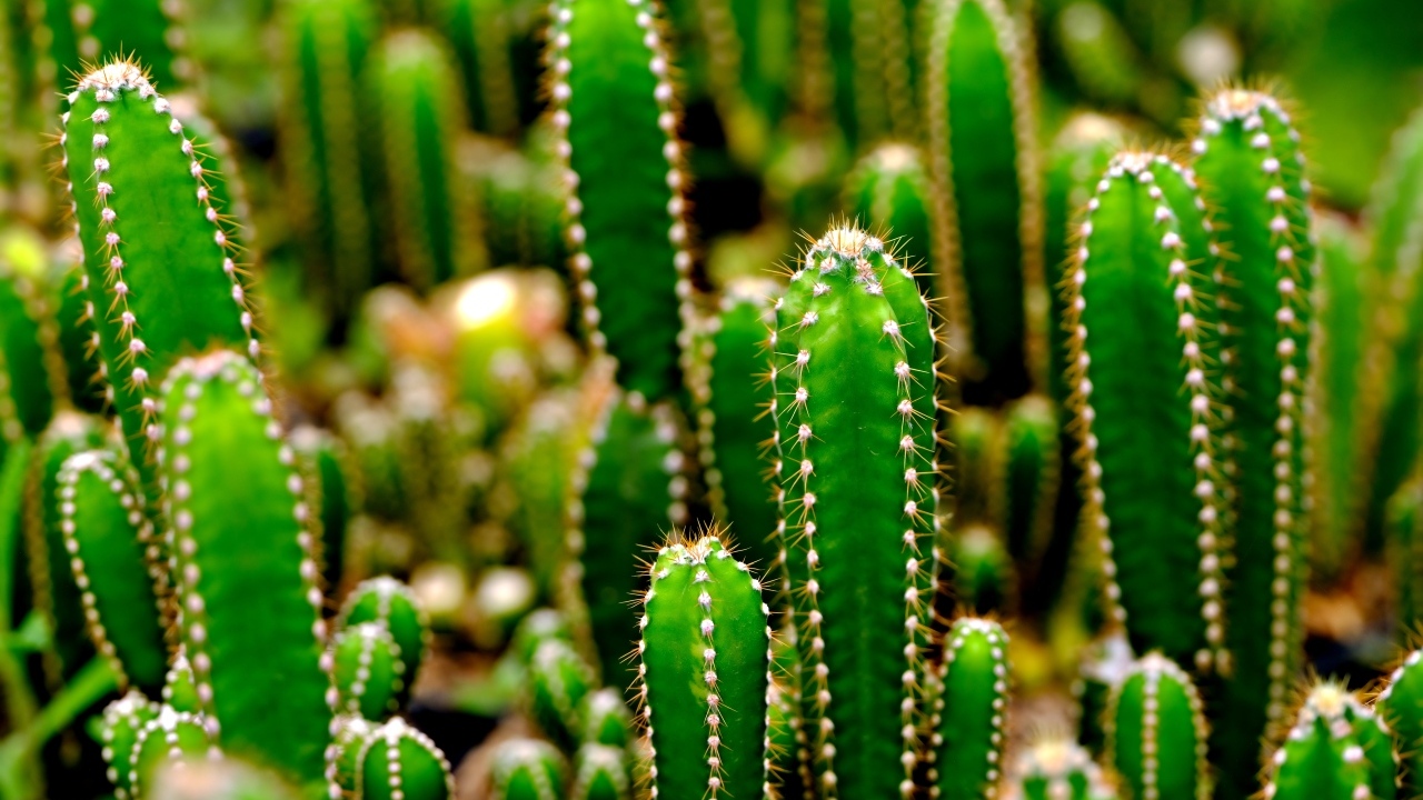 Много колючих зеленых кактусов