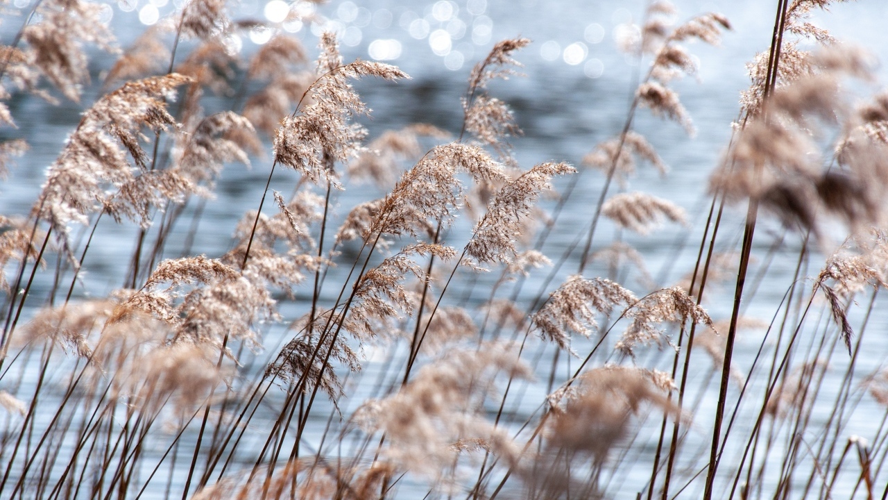 Пампасная трава растет у воды