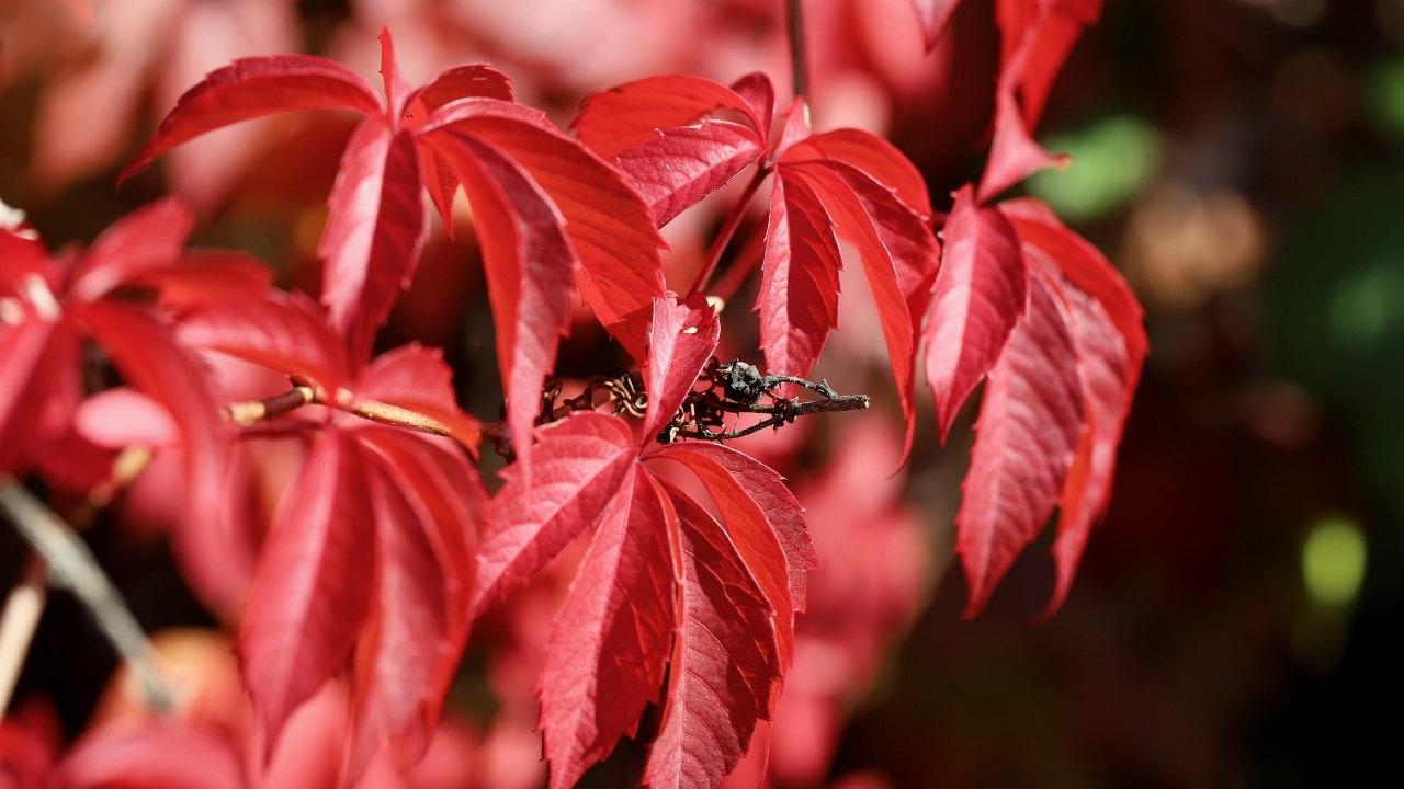 Красные листья декоративного винограда крупным планом