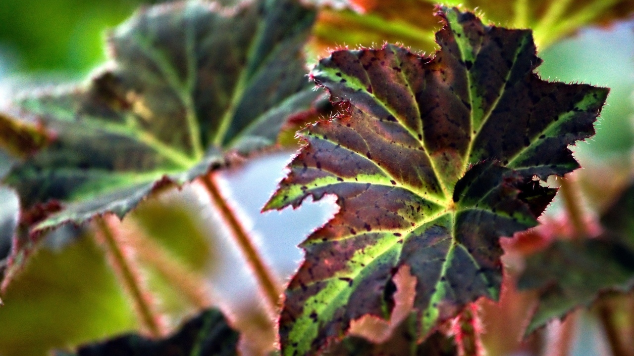 Красные листья комнатного цветка бегонии