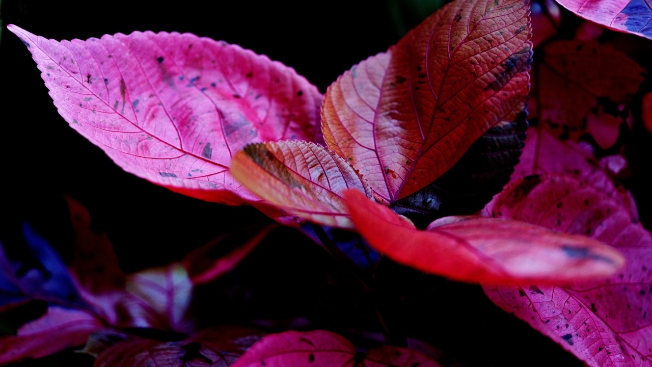 Красные листья комнатного цветка молочай