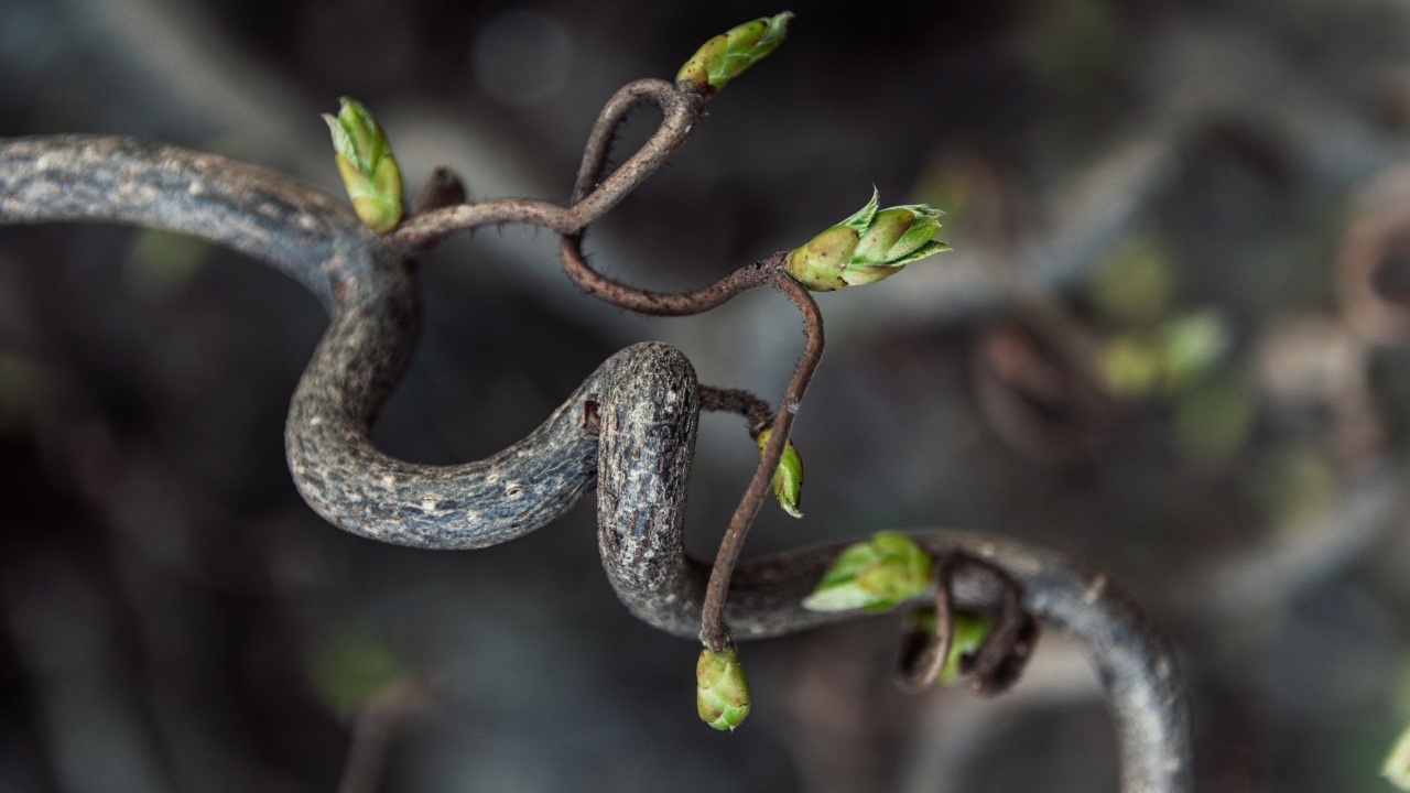 Спиральная ветка дерева с зелеными ростками