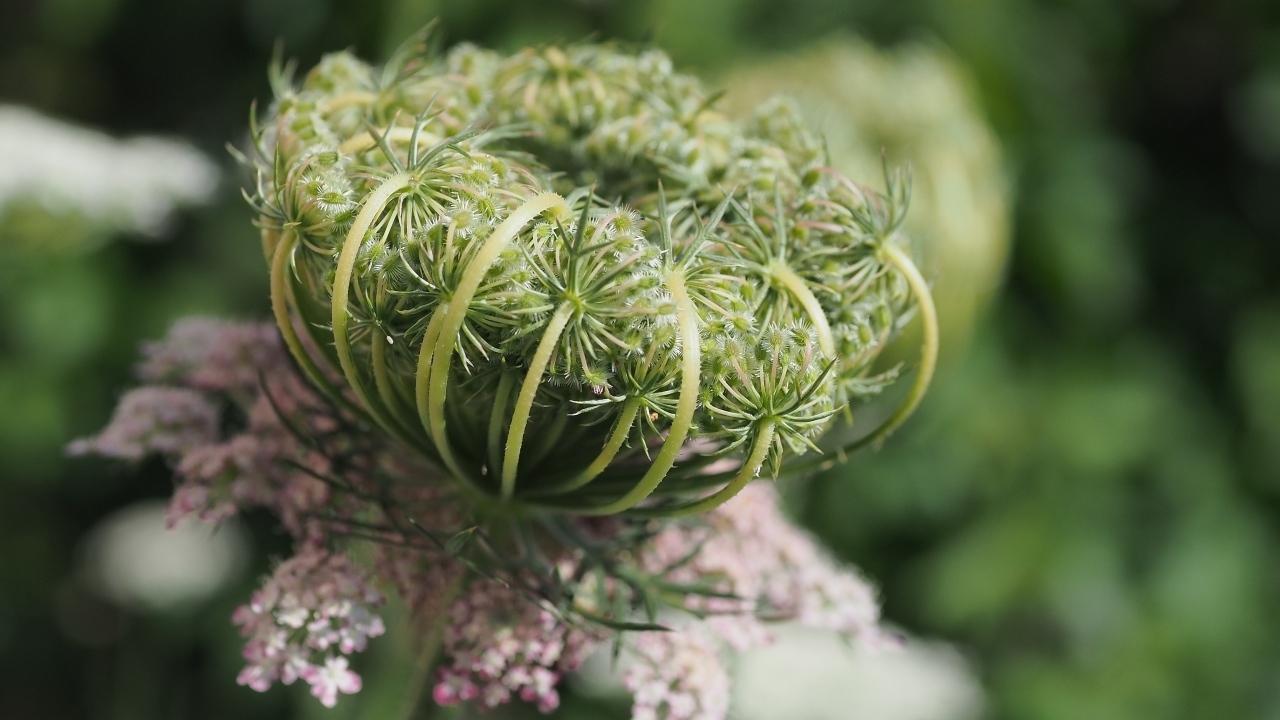 Зонтик полевого растения крупным планом