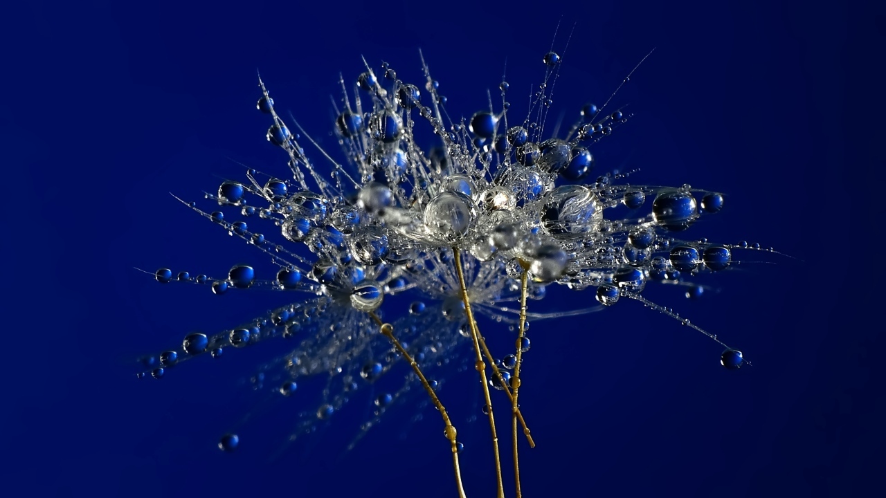 Мокрые остатки одуванчика на синем фоне