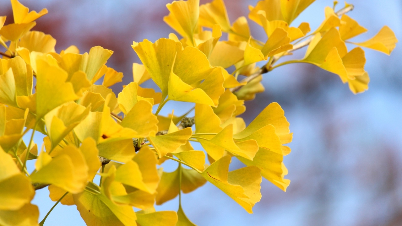 Желтые листья гинкго на ветке