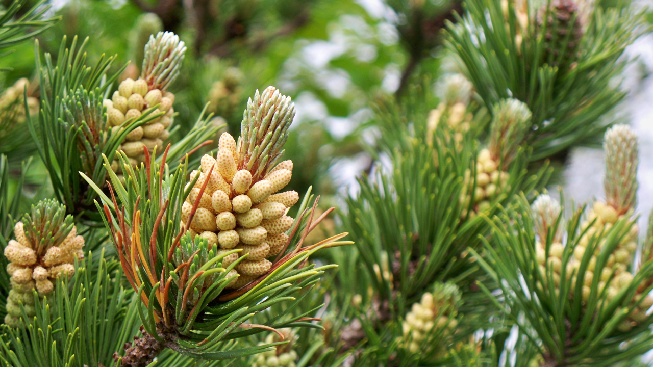 Молодые шишки на ветках сосны