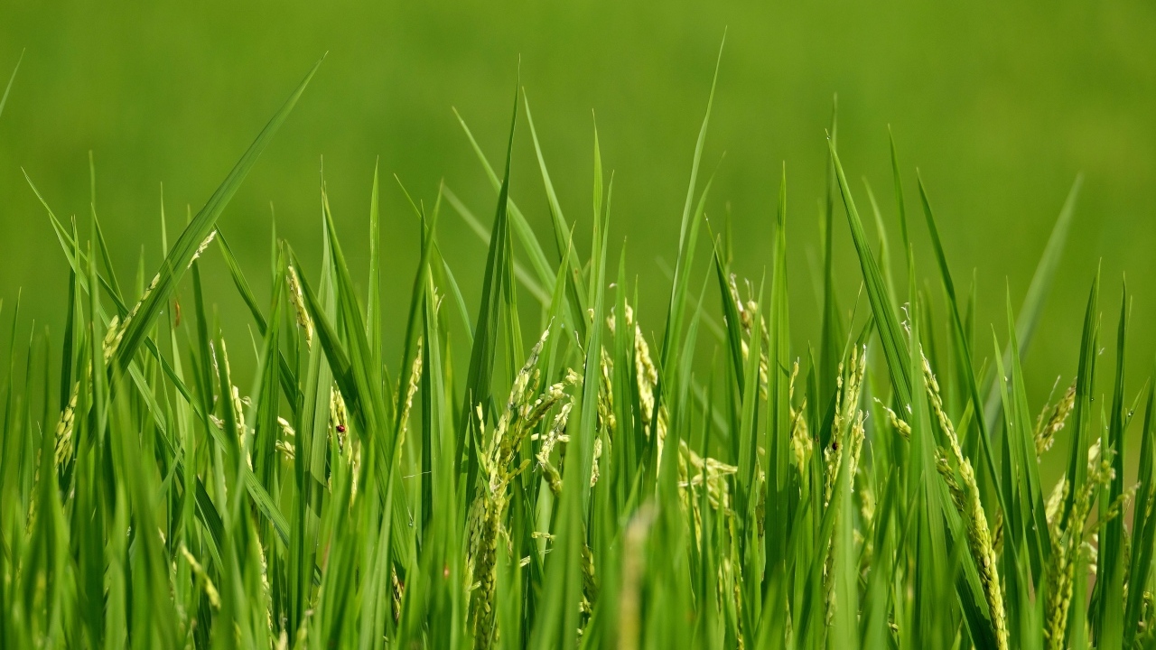 Молодая зеленая трава с колосками