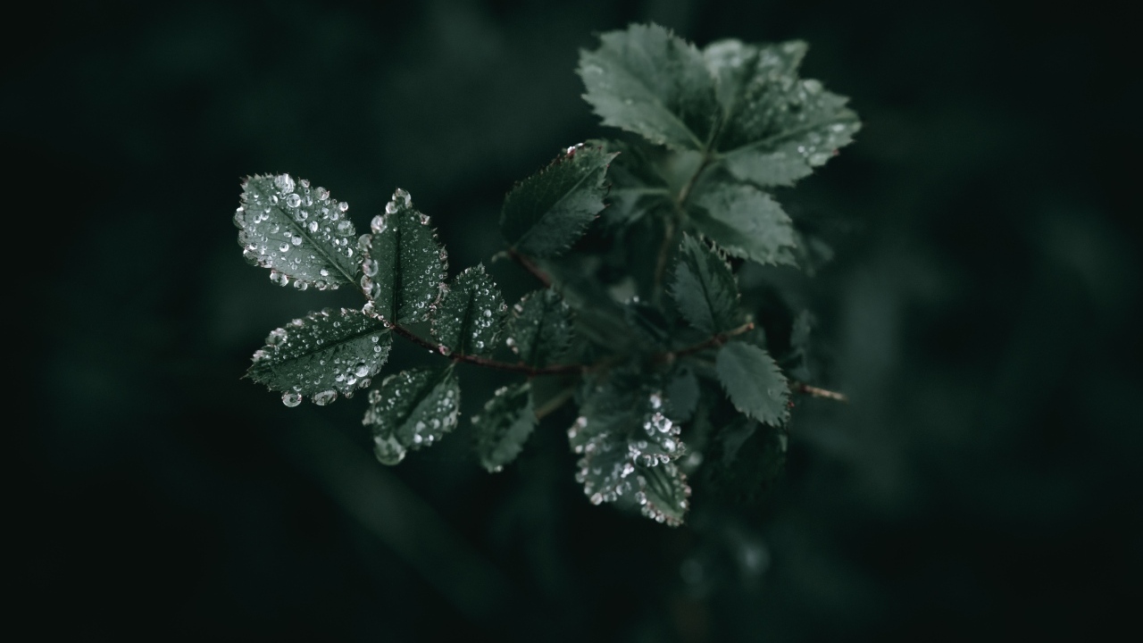 Молодые зеленые листья розы в каплях дождя