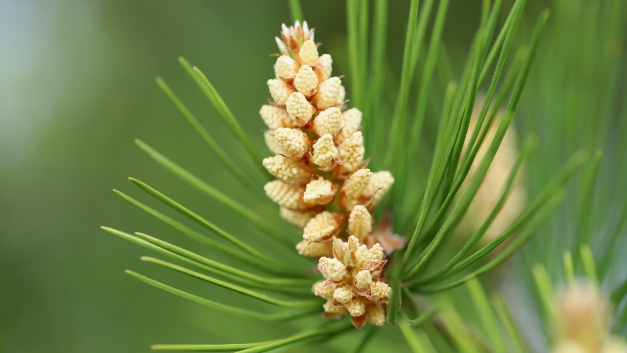 Молодая шишка на зеленой ветке сосны