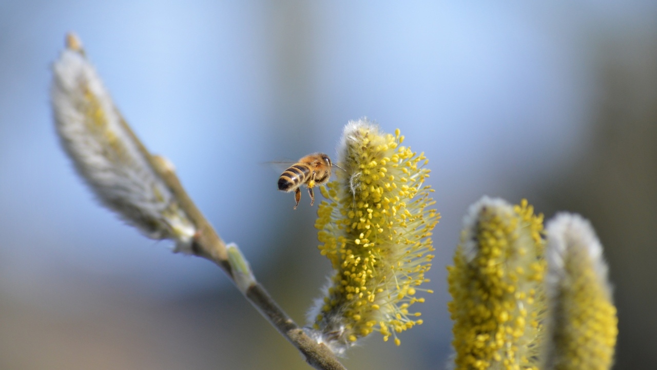 Молодые ветки вербы с пчелой