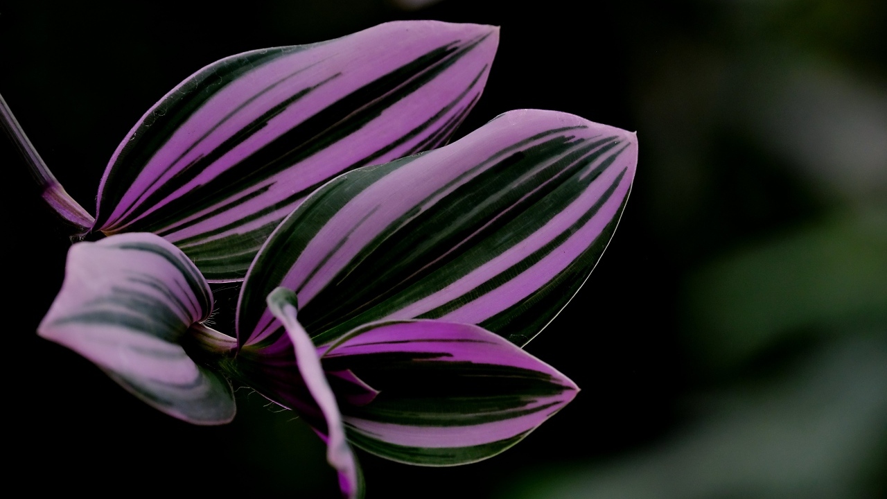 Красивый лист комнатного растения