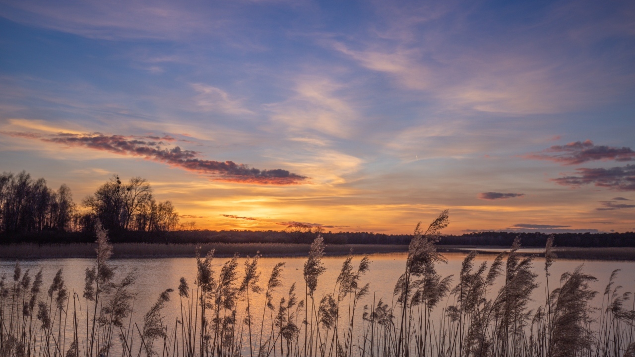 Камыши на берегу озера на рассвете