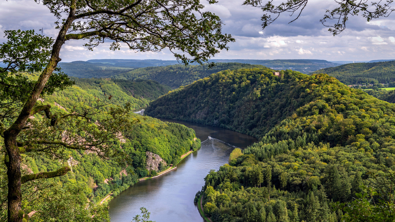 Река в густых зеленых зарослях деревьев