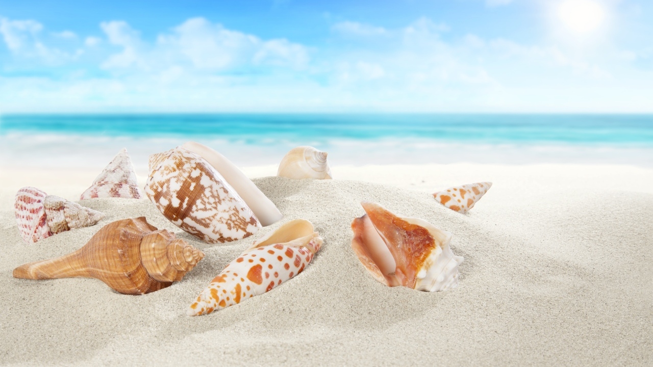 Красивые ракушки лежат на белом песке у моря