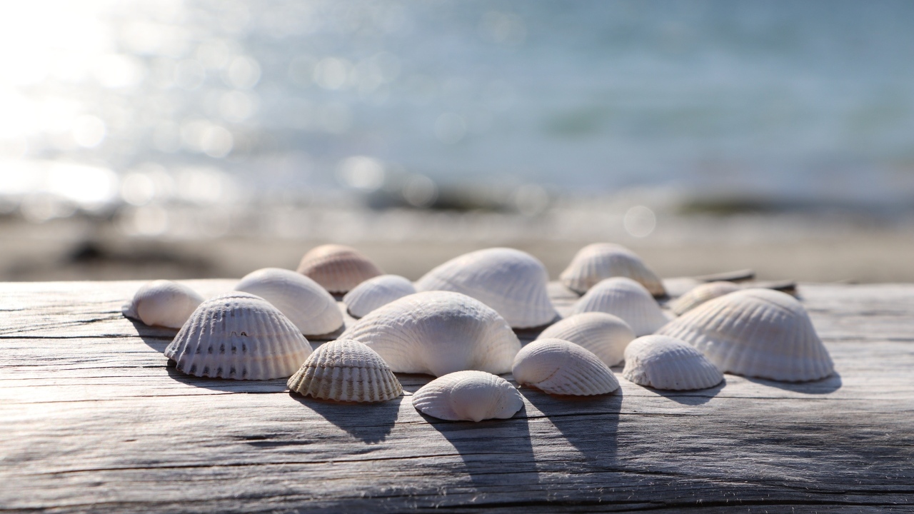 Белые ракушки на лавке у моря