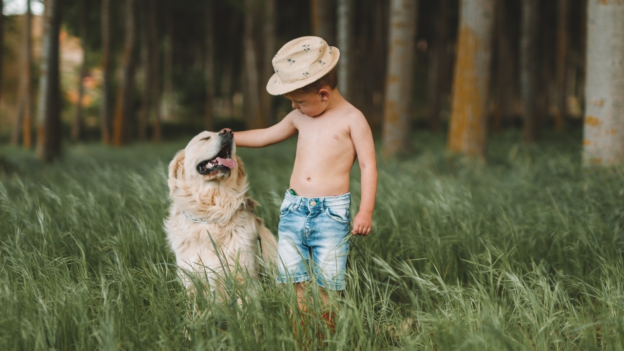 Маленький мальчик с золотистым ретриверов в траве