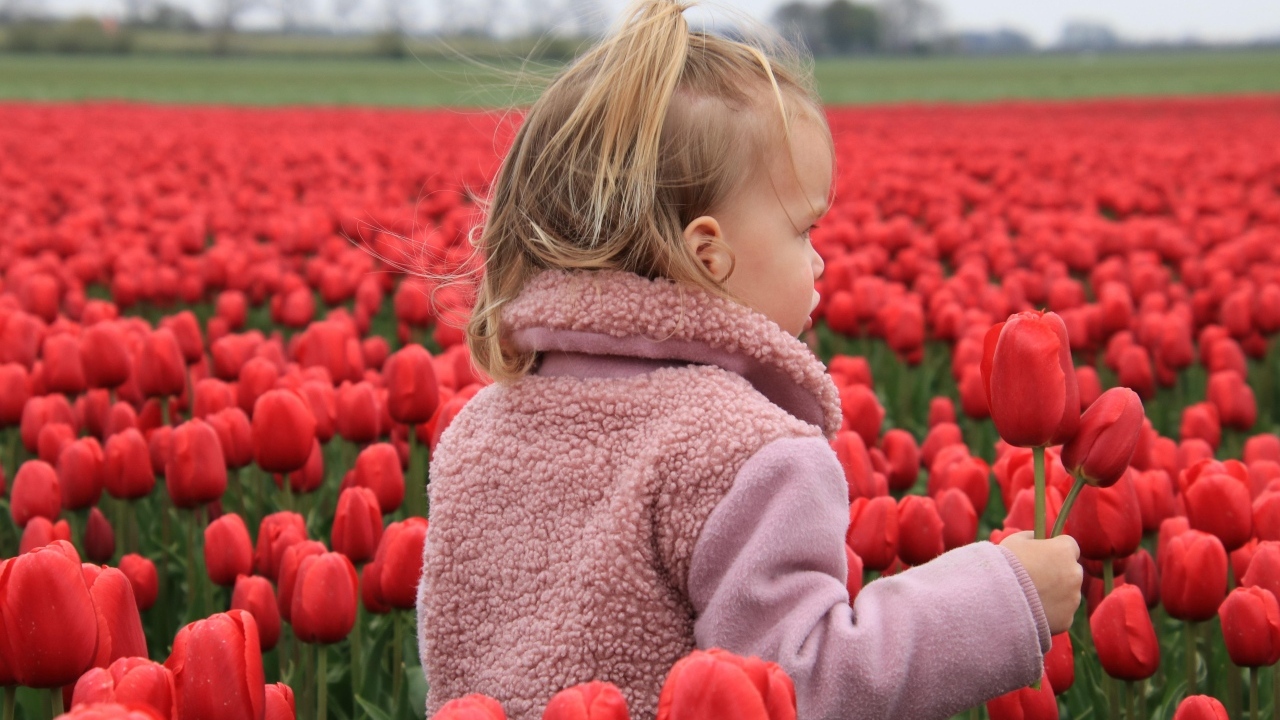 Маленькая девочка на поле с красными тюльпанами