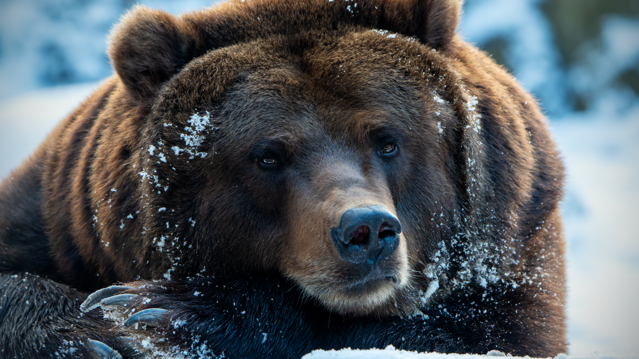 Большой хищный бурый медведь лежит на снегу