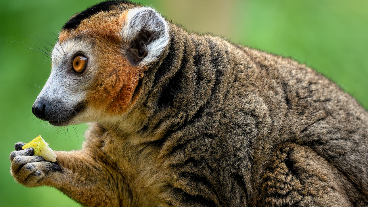 Лемур с коричневыми глазами ест грушу