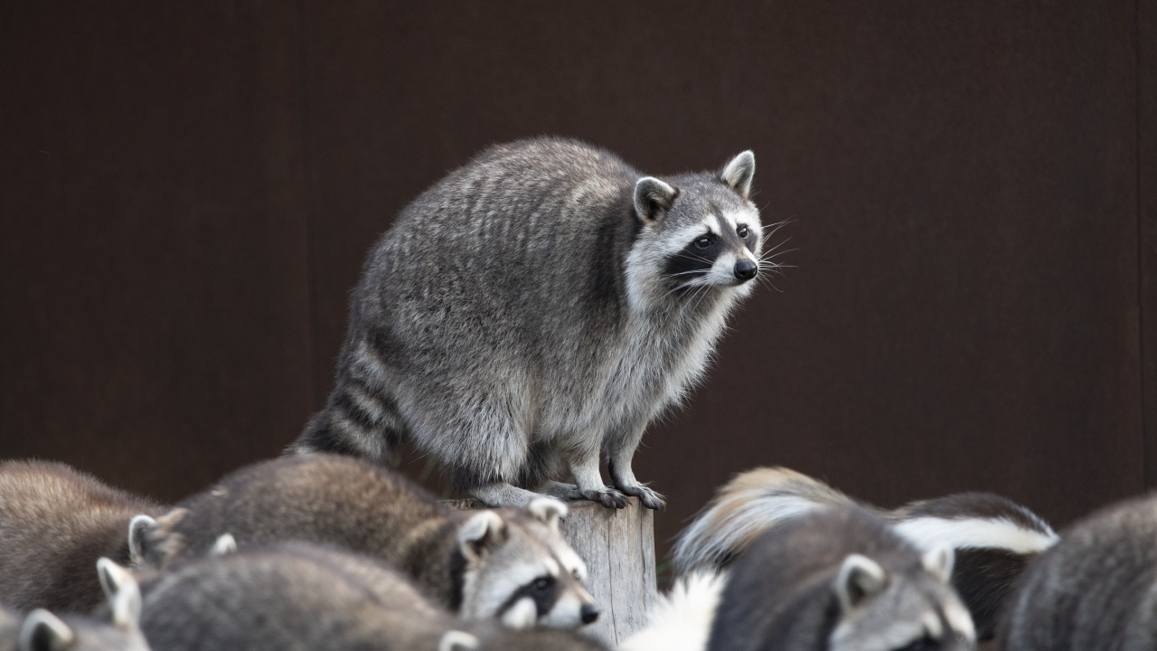 Много милых серых енотов