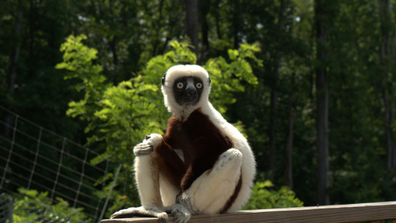 Лемур сифака в зоопарке 