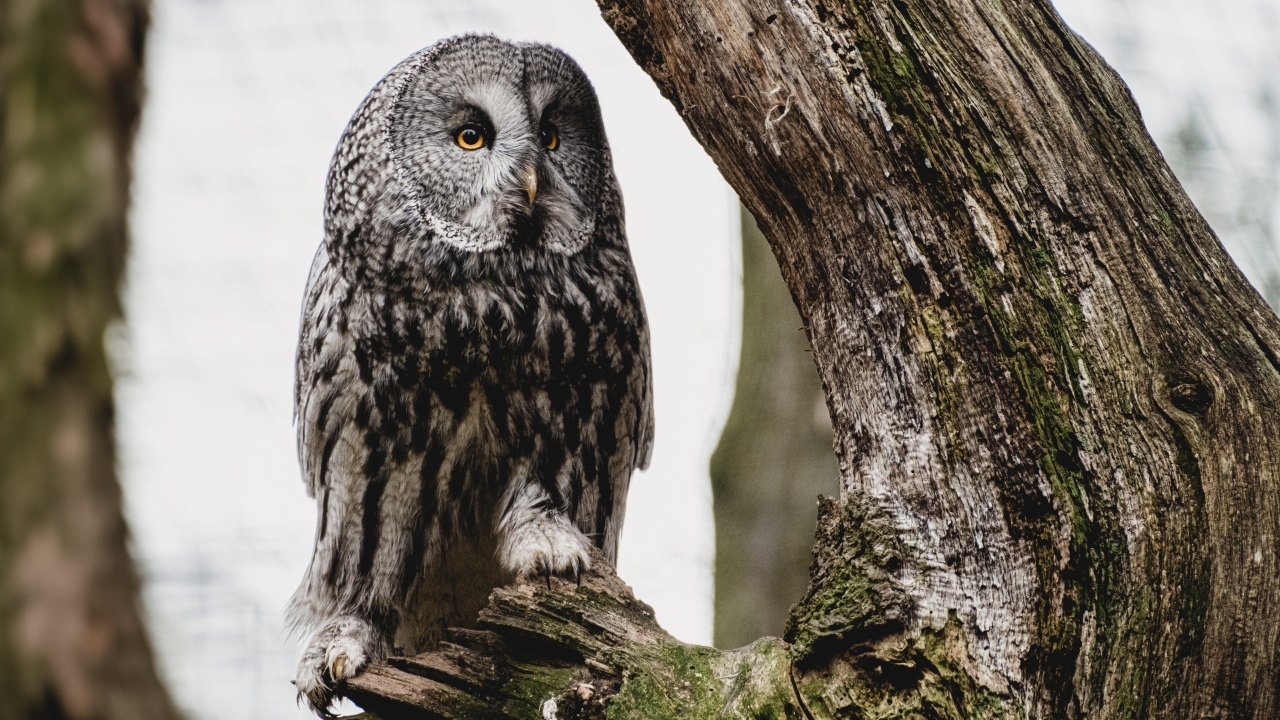 Большая сова сидит на сухом дереве