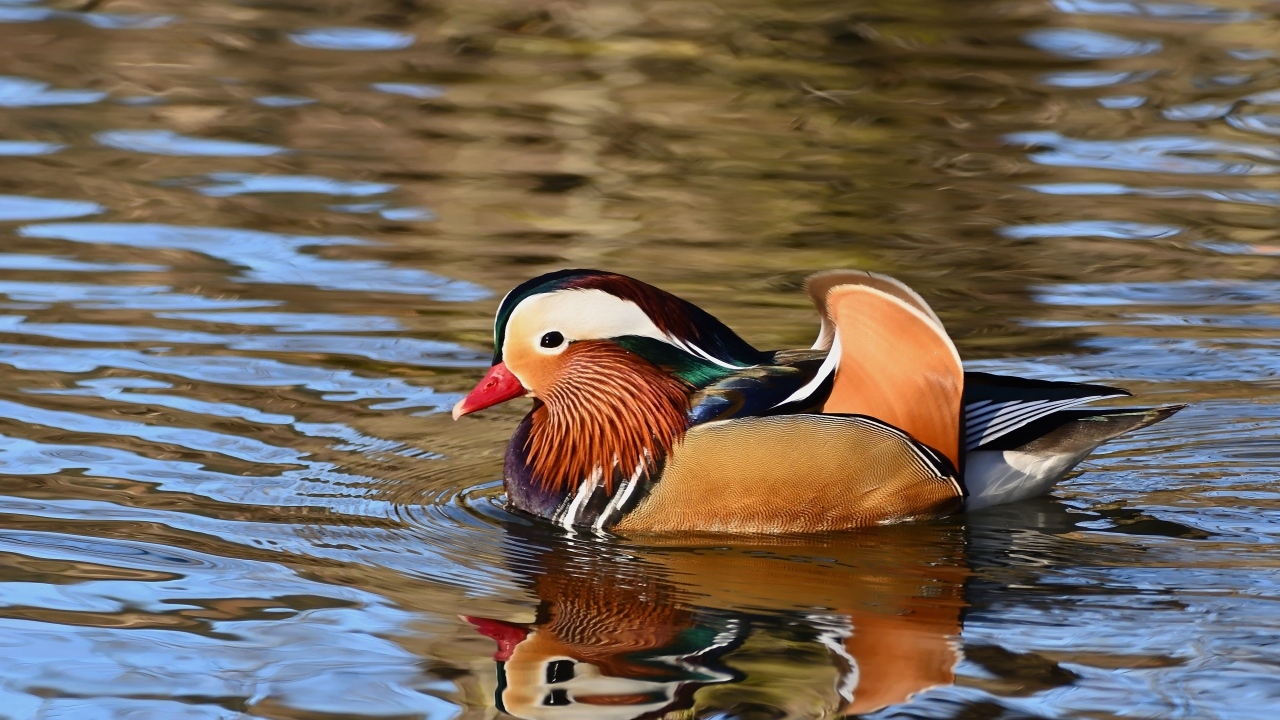 Разноцветная утка мандаринка плавает в воде