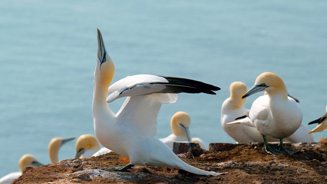 Стая чаек на скале у моря