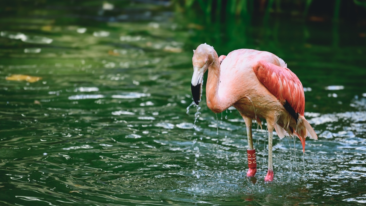 Большой розовый фламинго стоит в воде