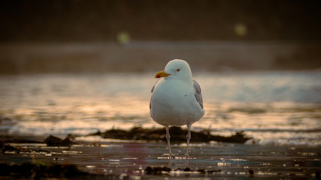 Большая чайка стоит в воде