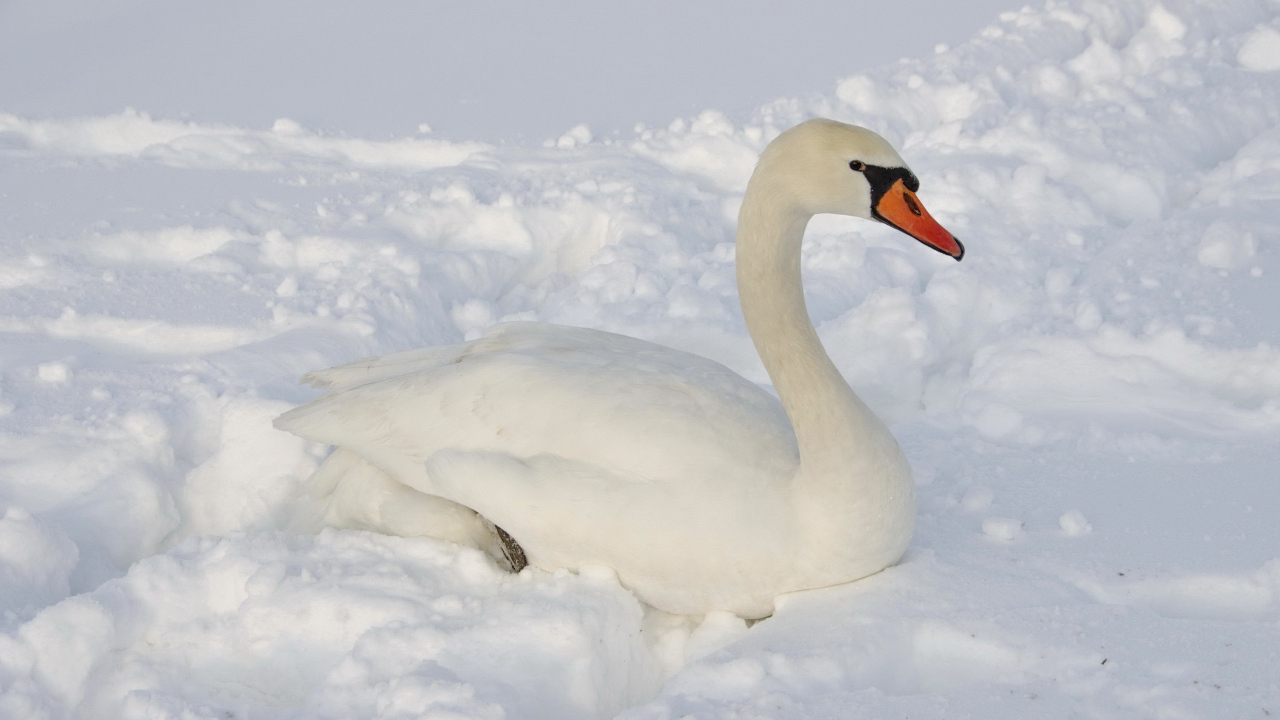 Большой белый лебедь лежит на снегу