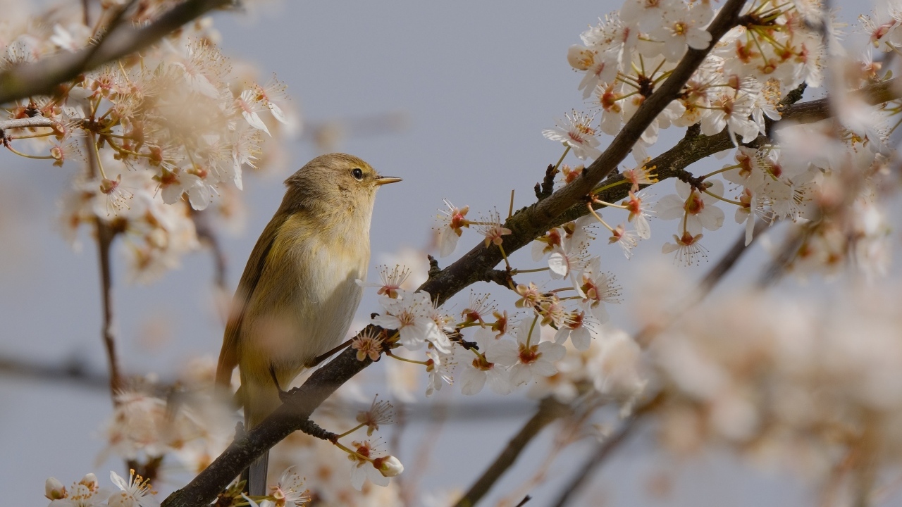 Маленькая птица сидит на цветущей ветке вишни 