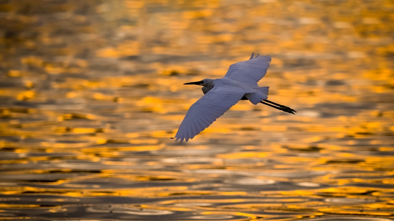 Белая цапля летит над водой на закате