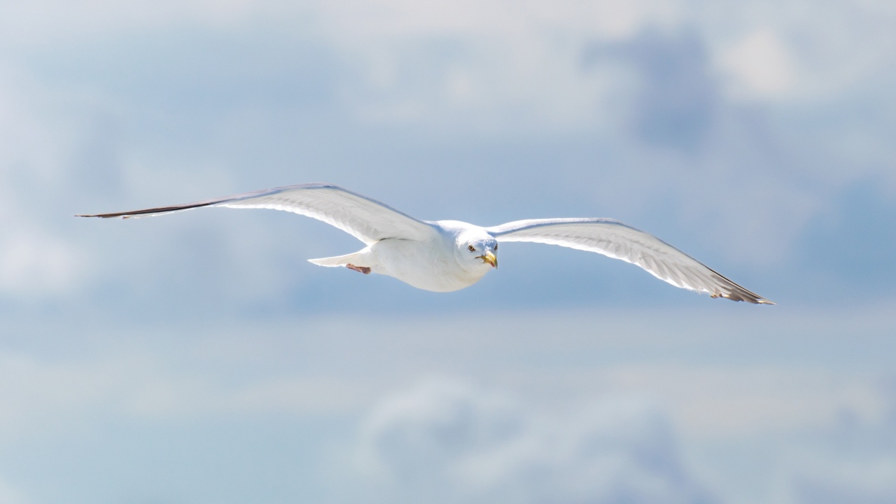 Белая чайка летит в облаках