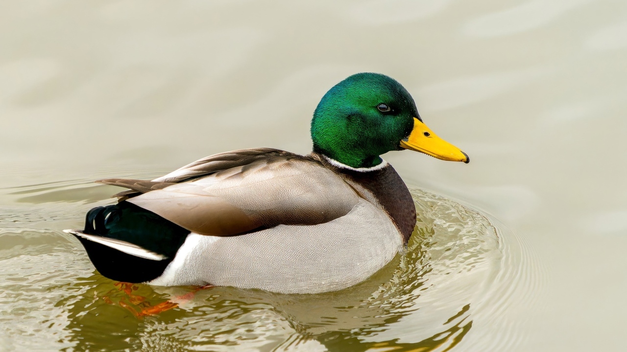 Дикий селезень с зеленой головой плавает в воде