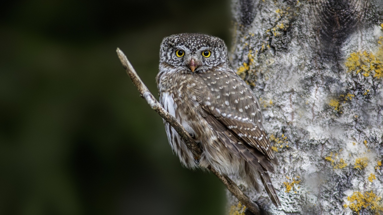 Птица сова сидит на ветке у дерева
