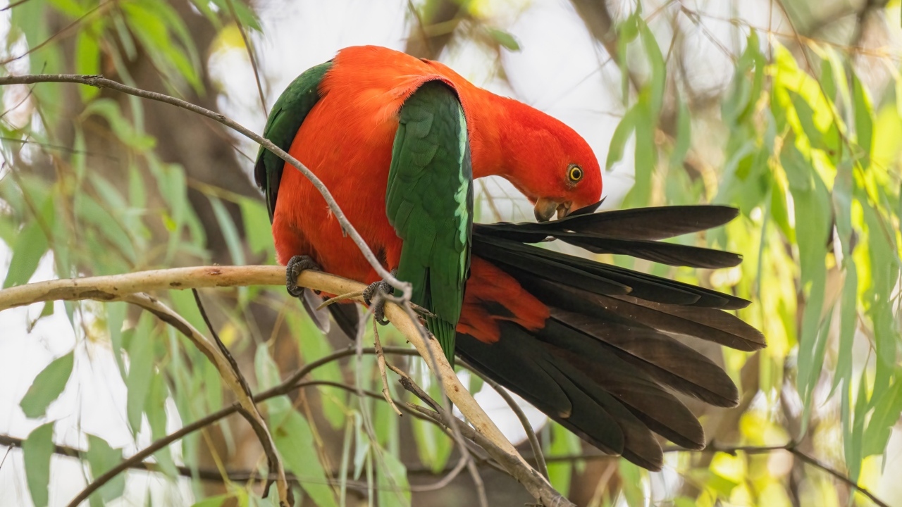 Красивый австралийский королевский попугай на ветке
