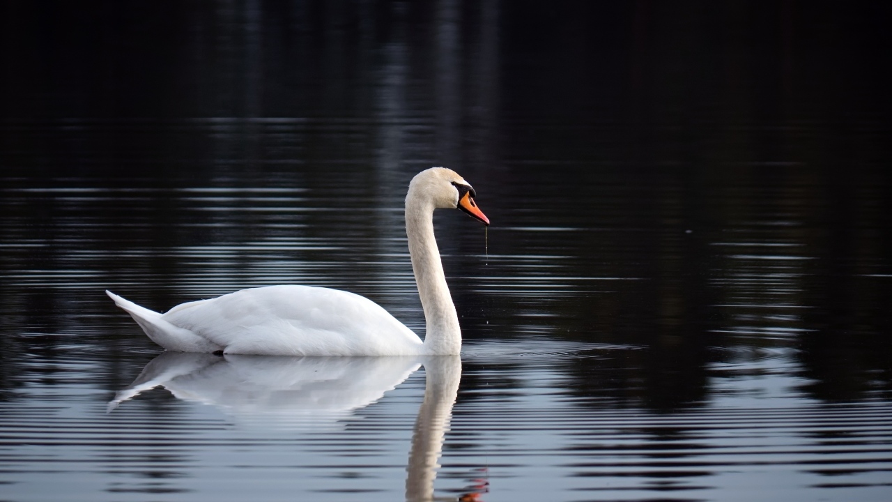 Красивый белый лебедь отражается в воде