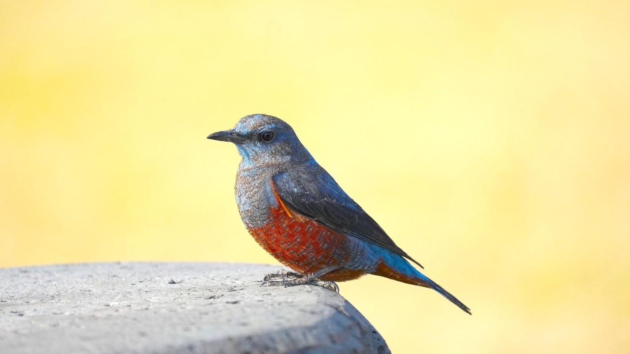 Птица сидит на камне на желтом фоне