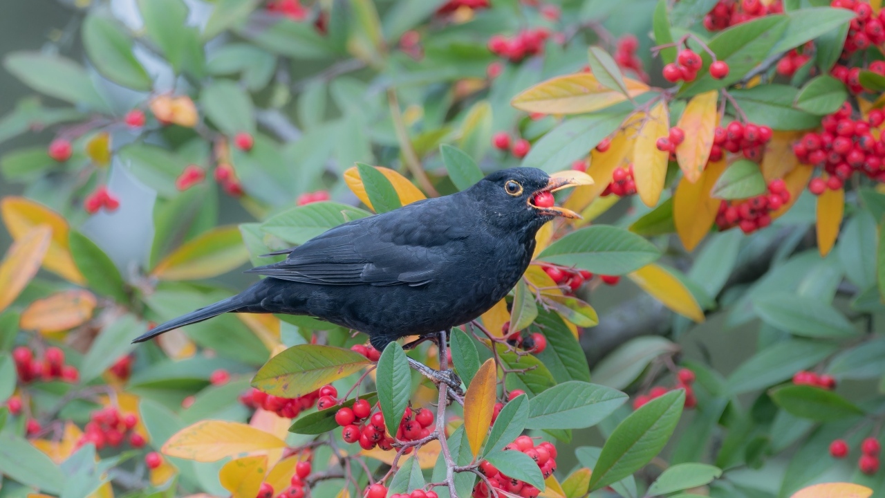 Черная птица на ветке с красными ягодами
