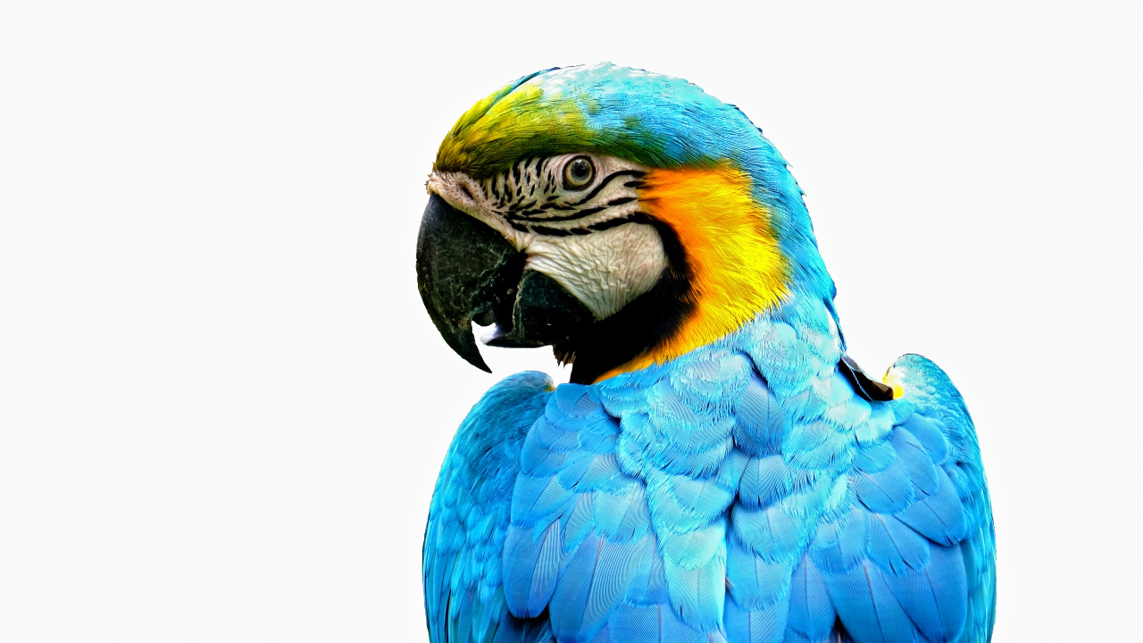 Голубой попугай ара крупным планом на белом фоне