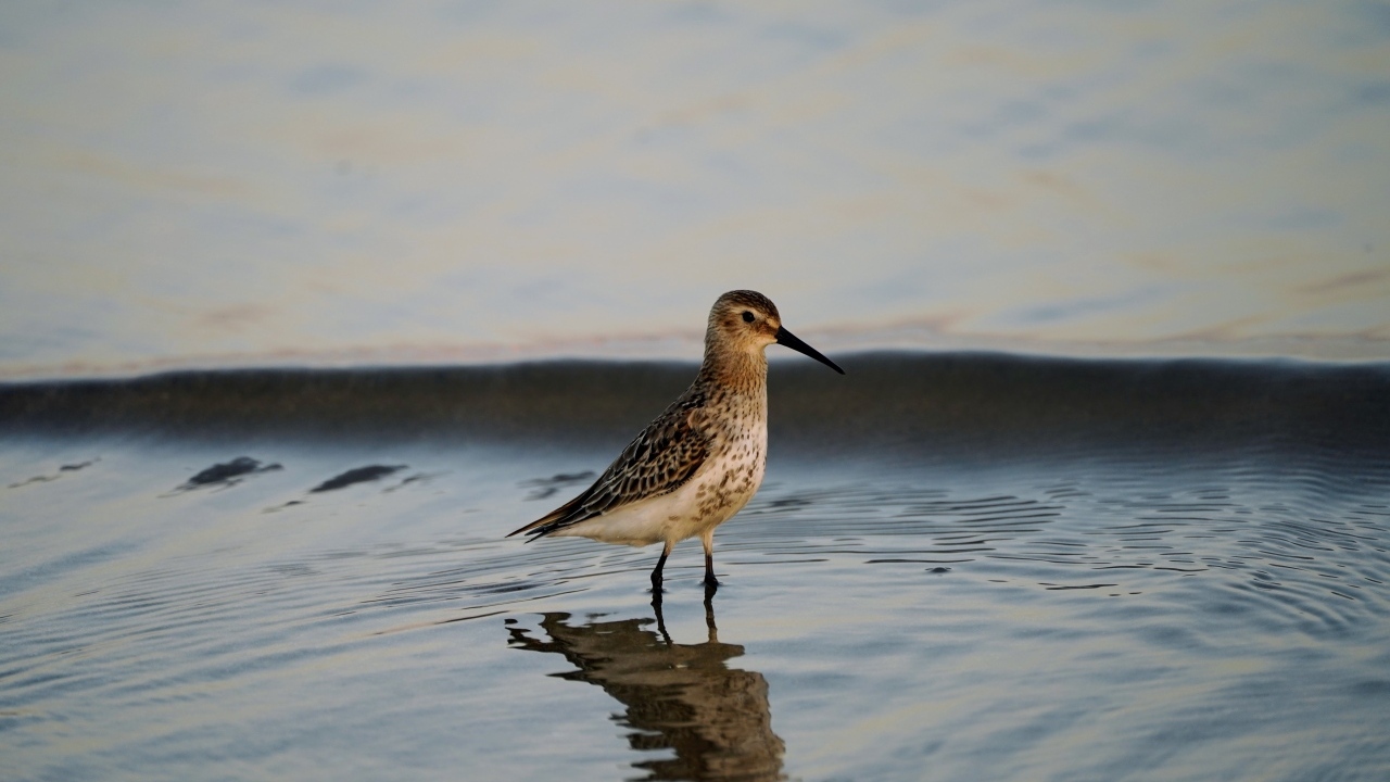 Птица чернозобик в воде